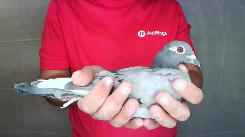 Pigeon image