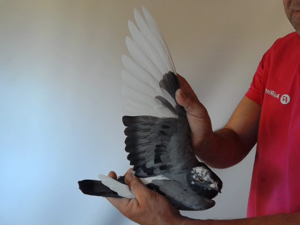 Pigeon image