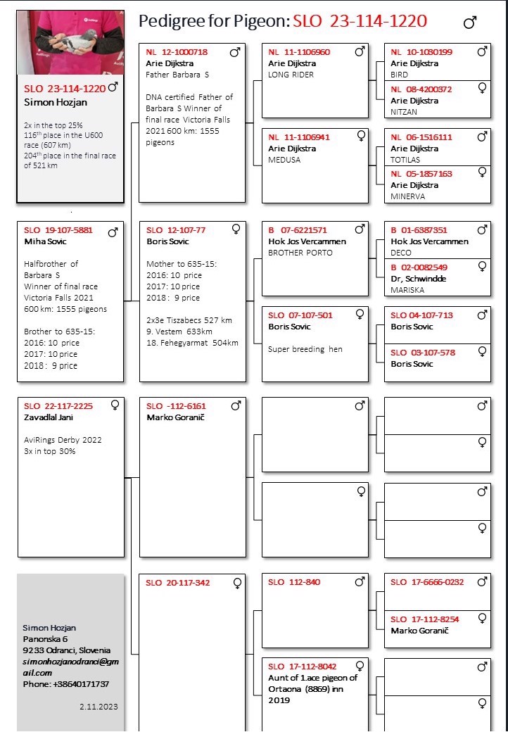 Pigeon pedigree image