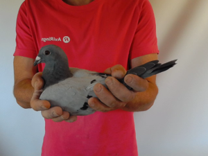 Pigeon image
