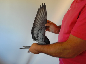 Pigeon image
