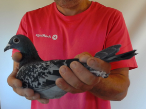 Pigeon image