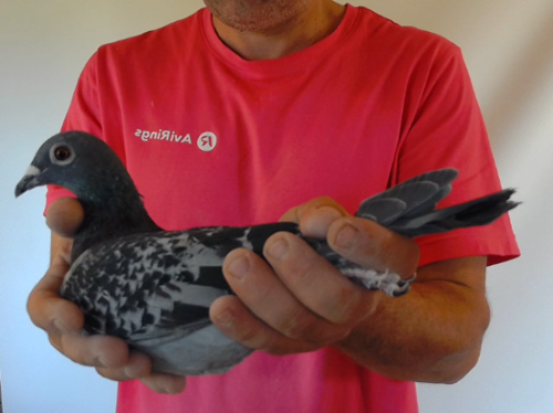 Pigeon image
