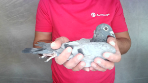 Pigeon image
