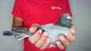 Pigeon image