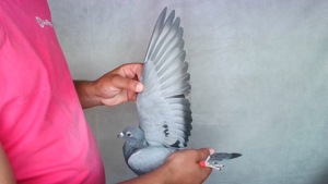 Pigeon image
