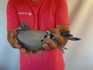 Pigeon image