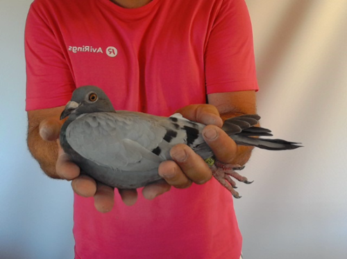 Pigeon image