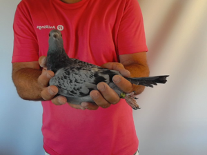 Pigeon image