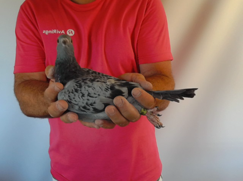 Pigeon image