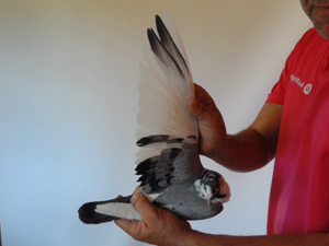 Pigeon image