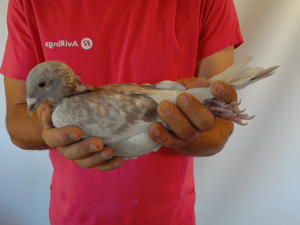 Pigeon image