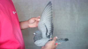 Pigeon image