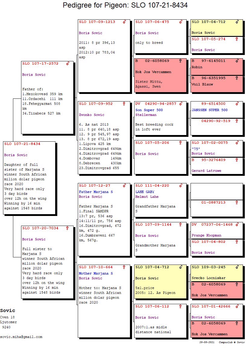 Pigeon pedigree image