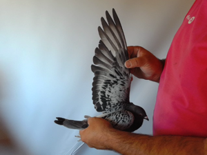 Pigeon image