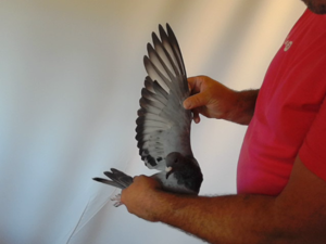 Pigeon image
