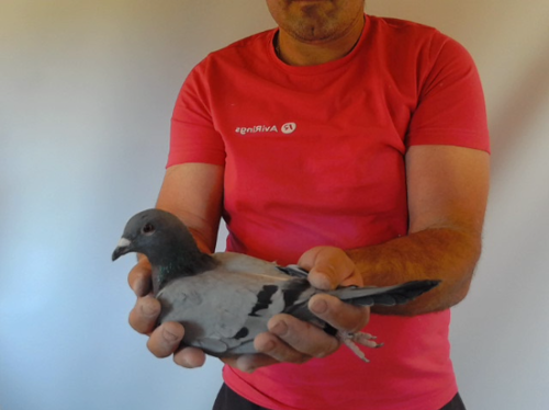 Pigeon image