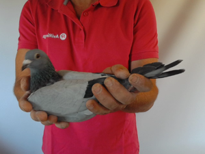Pigeon image