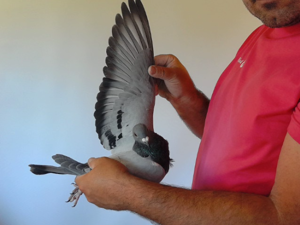 Pigeon image