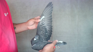Pigeon image