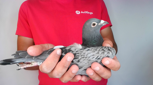 Pigeon image