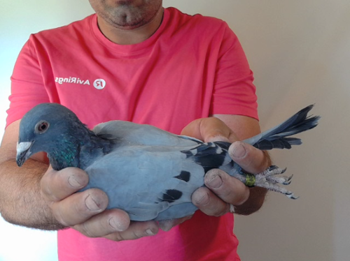 Pigeon image