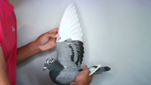 Pigeon image