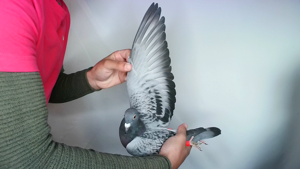 Pigeon image
