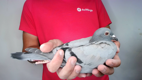 Pigeon image