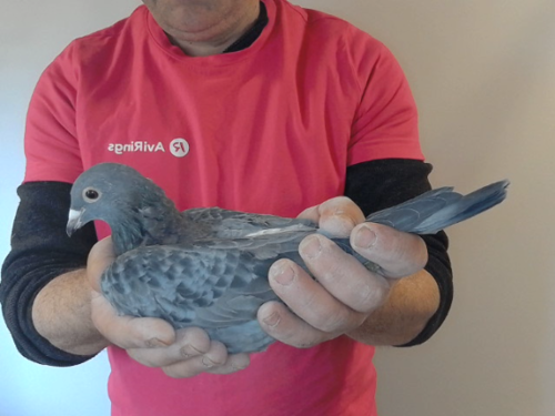Pigeon image