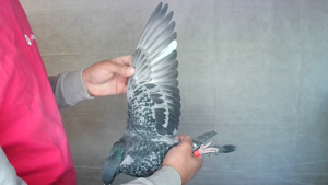Pigeon image