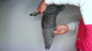 Pigeon image