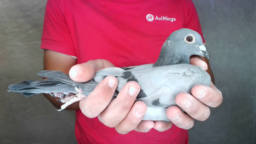 Pigeon image