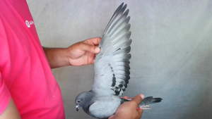 Pigeon image