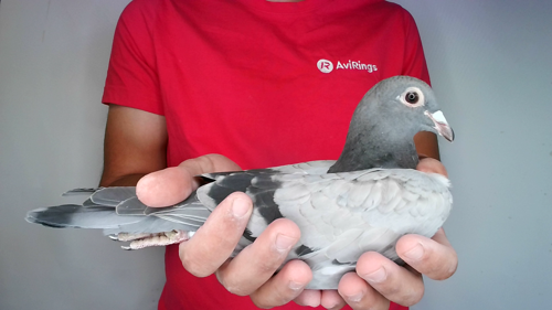 Pigeon image