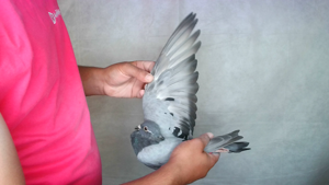 Pigeon image