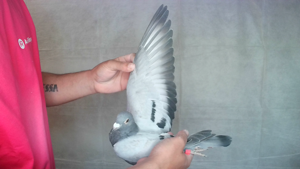 Pigeon image