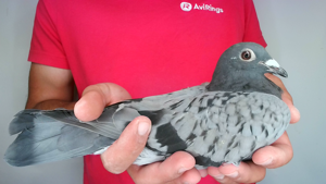 Pigeon image