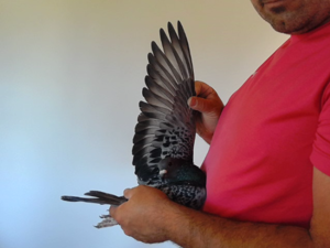Pigeon image