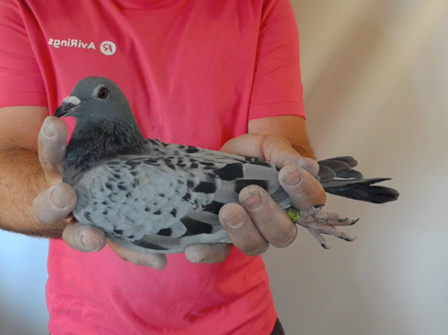Pigeon image