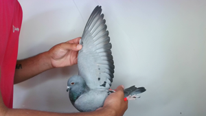 Pigeon image