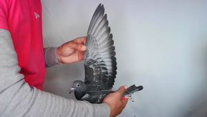 Pigeon image