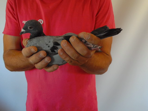 Pigeon image