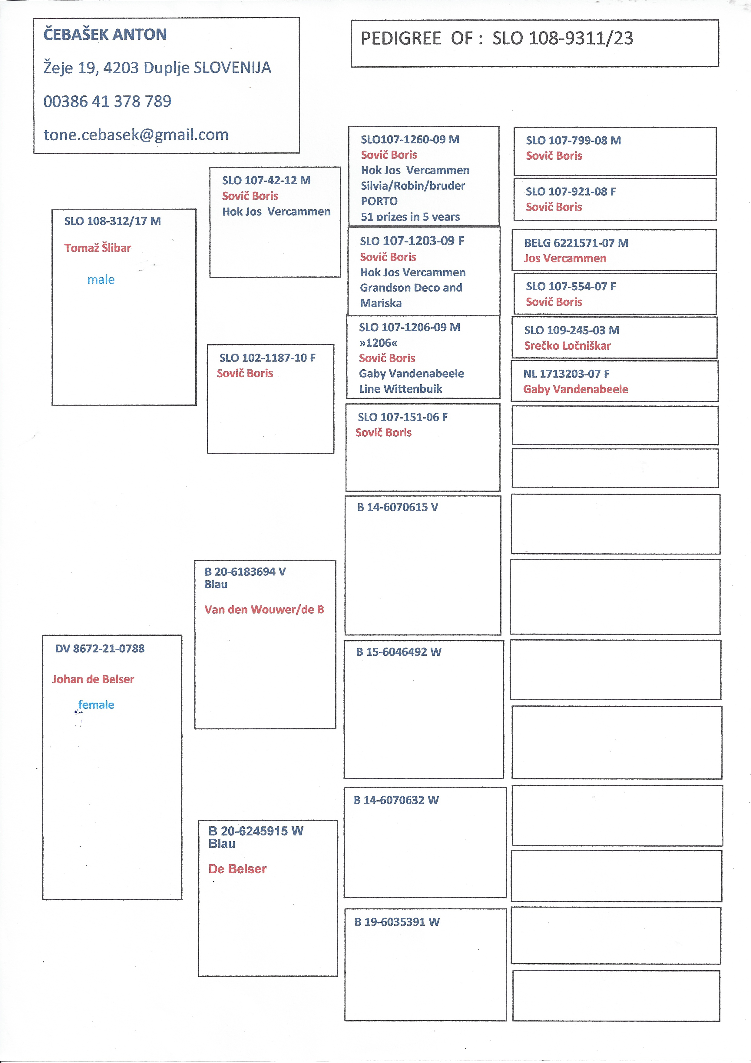 Pigeon pedigree image