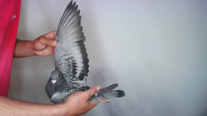 Pigeon image