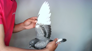 Pigeon image