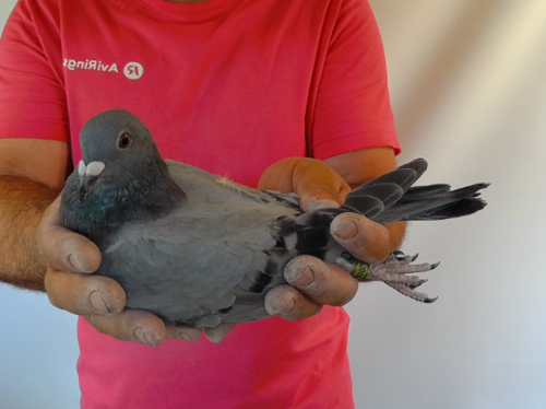 Pigeon image