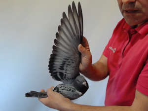 Pigeon image