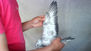 Pigeon image