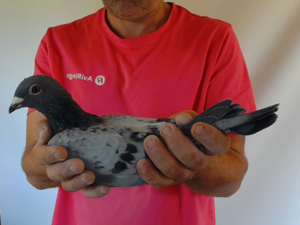 Pigeon image